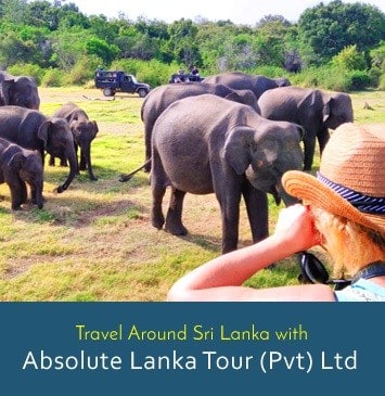 Absolute Lanka Tours