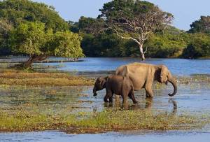 Gal Oya National Park