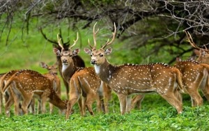 Horagolla National Park