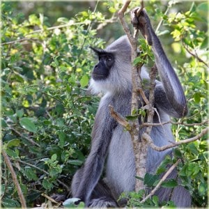 Horton Plains