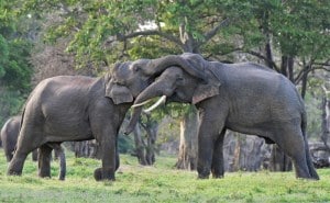 Kalawewa National Park