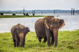 Kaudulla National Park