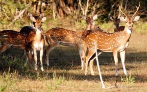 Lahugala Kithulana National Park