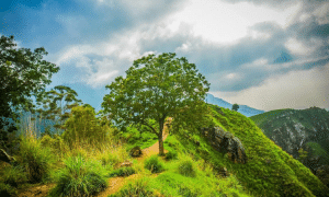Little Adam’s Peak and Ella Rock
