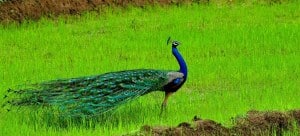 Maduru Oya National Park