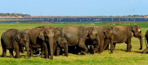 Minneriya National Park