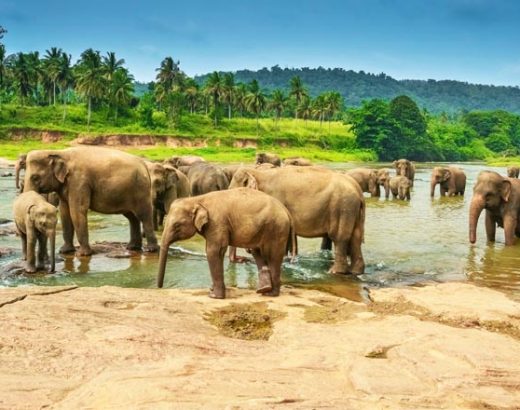 Pinnawela Elephant Orphanage