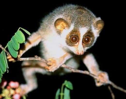 Popham Arboretum Sri Lanka