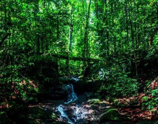 Sinharaja Forest Reserve