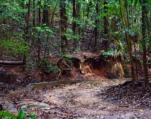 Udawattekele Sanctuary Kandy Sri Lanka
