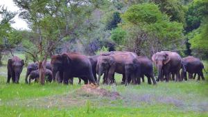 Wasgamuwa National Park