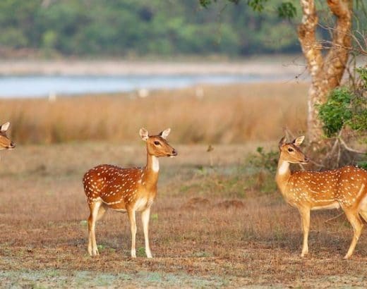 Wilpattu National Park