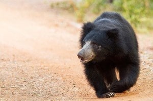 Wilpattu National Park